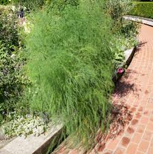 Image result for Asparagus buchananii