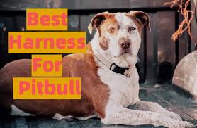 10 Best Harnesses For Pitbull Buyers Guide And Review 2019