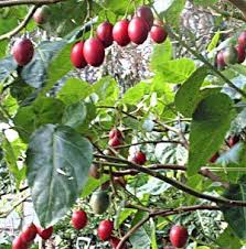 Tamarillo seeds (cyphomandra betacea) price for package of 5 or 10 seeds. Pin On Wts Tomato Trees