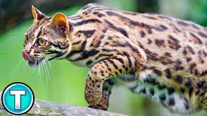 Still, over time, breeders have managed to bring together the wild and domestic in these distinct breeds. Asian Leopard Cat World S Weirdest Animals Youtube