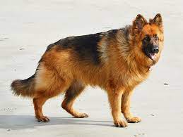 Intelligent as it is versatile, this breed was originally developed in germany to guard and herd a. Long Haired German Shepherd Top Guide Animal Corner