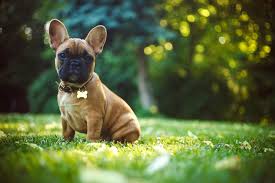 Their customer support agents can be reached from 8:00 a.m. Kentucky Mayor S Health To Be Covered By Top Pet Insurer Insurance Business