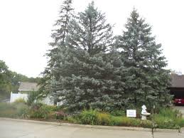 It seemed to do well all winter but as the spring came, it has started to turn yellow. Nominations Needed For Yard Of The Month Advertorial Siouxcityjournal Com