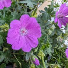 Image result for Geranium sanguineum Max Frei