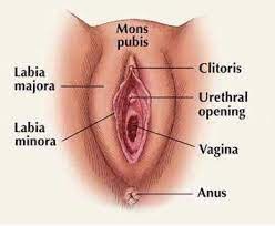 Together with the labia minora they form the labia of the vulva. Your Skincare Fav On Twitter Warning Graphic Image Just To Clarify The Labia Majora Is The Outer Part If You Suffer From Ingrown Hairs Or Hyperpigmentation Here Or On Your Mons