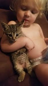 Free cats and kittens in Hot Springs