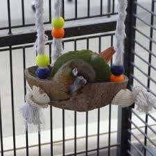 Green Cheek Conure Sleep Habits Goruntuler Ile Papagan Kus Hayvanlar