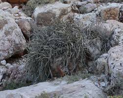 Image result for Cissus humbertii