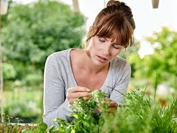 Wenn man kontinuierlich das ganze jahr über frisches gartengemüse ernten will, muss man auch regelmäßig aussäen und nachpflanzen. Frische Krauter Selbst Ziehen