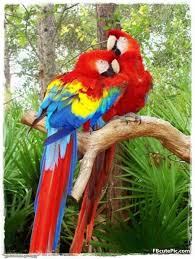 Awesome Love Birds Profile Pictures 4 Parrot Wallpaper Colorful Parrots Beautiful Birds