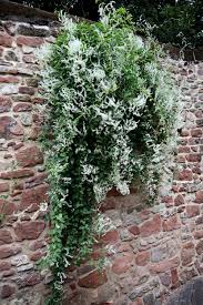 Image result for Fallopia baldschuanica