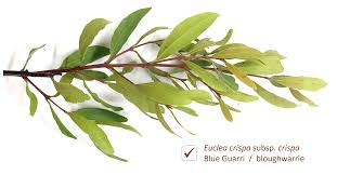 Image result for Euclea crispa