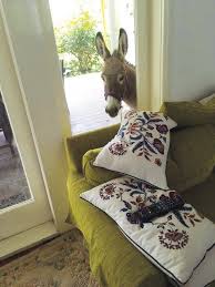 Check spelling or type a new query. Mr Darcy S Diary Australian Koala Foundation