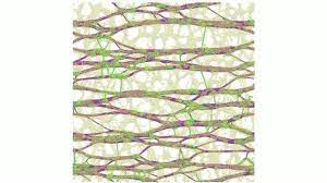 We did not find results for: What Makes Plant Cell Walls Both Strong And E Eurekalert