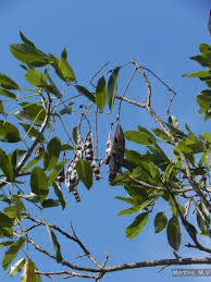 Image result for Erythrina falcata