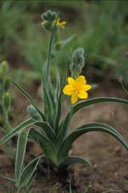 Image result for Hypoxis subspicata