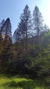 Overlegpagina Van Conifers Monumentale Bomen