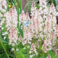 Moschata) would probably cost you a little more, they wouldn't spread quite as fast (but still fast), they're taller plants, doesn't cover as completely, but have the significant advantage of crazy tasty fruit. Tiarella Cordifolia Stephanie Cohen Shade Or Partial Shade Size 6 8 Inches Tall 18 24 Inches Shade Loving Perennials Shade Perennials Shade Garden Plants