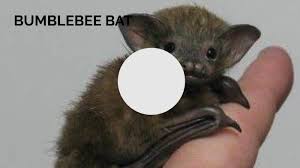 Since around 1996 the bumblebee bat has been listed as endangered with its population decreasing. Bumblebee Bats By Willie Smith