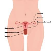 Check spelling or type a new query. Endometriose Oorzaken Van Menstruatiepijn En Bekkenpijn Mens En Gezondheid Aandoeningen