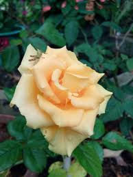 Maybe you would like to learn more about one of these? Cantik Dan Indah Inilah Bunga Mawar Steemit