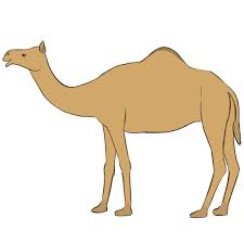 Camel drawing using sharpie marker pen on mixed media paper. How To Draw A Camel Easy Drawing Art