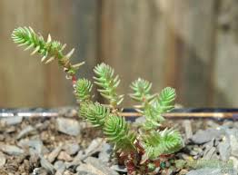 Image result for Crassula schimperi