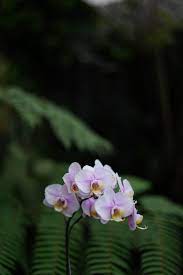 Anggrek Pink