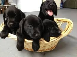 Find black lab in dogs & puppies for rehoming | find dogs and puppies locally for sale or adoption in ontario : Purebred Black Lab Puppies 8 Weeks Beautifulpuppies Lab Puppies Black Lab Puppies Puppies