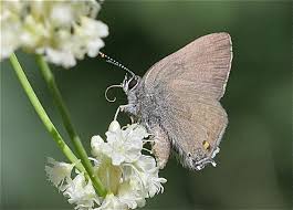 Image result for Satyrium confusum