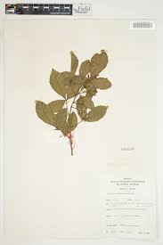 Image result for Allophylus africanus