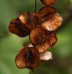 Image result for Dioscorea schimperiana