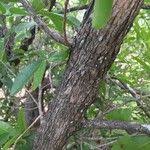 Image result for Hexalobus monopetalus