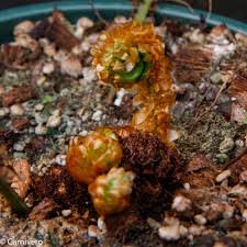 Image result for Elaphoglossum spathulatum