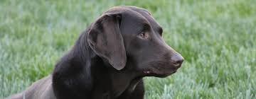 Many people looking for a specific dog breed believe they must go to a breeder to find that special furry friend. Cclrr Home