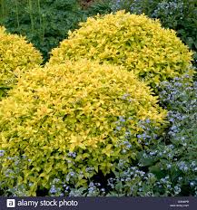 Order today for fast delivery! Spiraea Japonica Gold Mound Trs006395 Stock Photo Alamy