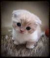 Scottish Fold Munchkin | Berkeley Hills Cattery | About