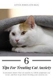 Vet recommended · experts since 1939 · healthy pet foods 6 Tips For Treating Cat Anxiety Learn More On Litter Robot Blog