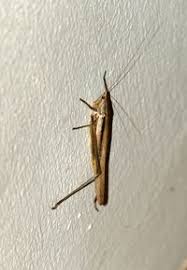 Image result for Ruspolia sp. no. 1 (Biegel 5407)