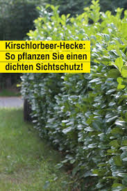 Bei einer normalen düngung braucht es keinen flüssigdünger. Kirschlorbeer Hecke Selbst De Kirschlorbeer Hecke Kirschlorbeer Hecke Pflanzen