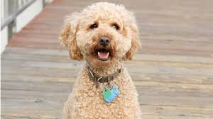 The Top 3 Labradoodle Haircut Styles For 2019 The Dog