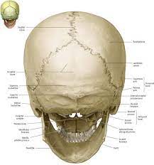 Scalp The Scalp Refers To The Layers Of Skin And Subcutaneous Tissue That Cover The Bon In 2021 Basic Anatomy And Physiology Anatomy Bones Human Anatomy And Physiology