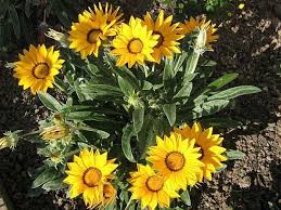 Image result for foto Gazánie