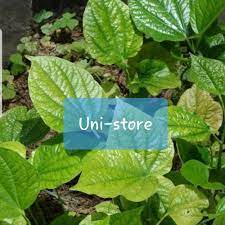 Perbezaan daun sireh dan daun kaduk. Daun Kaduk Daun Sirih