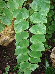 Image result for Adiantum comorense