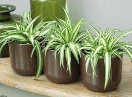 Des Plantes Aux Vertus Depolluantes Pour Votre Interieur Plante Verte Plantes Depolluantes Plantes De Decor De Maison