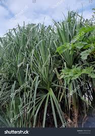 Image result for Pandanus candelabrum