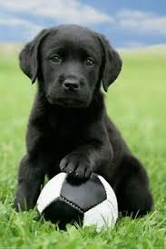 Dogs Labrador Soccer Dog Animal Poster Print 36x24inches 42356 Fashion Home Garden Homedcor Posterspri In 2020 Labrador Retriever Labrador Puppy Labrador Dog