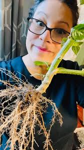 Harvesting Pumpkins and Tomatoes Before Winter