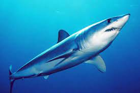 Tiburon ballena encalla en costas venezolanas. Nyr6igxk3al3rm